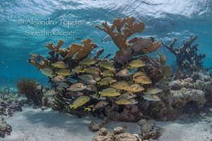 Grupers in the shadow, Xcalac Mexico by Alejandro Topete 